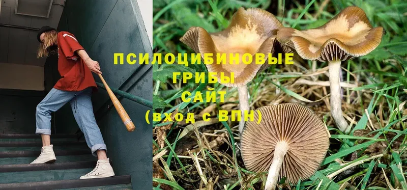 Галлюциногенные грибы MAGIC MUSHROOMS  блэк спрут маркетплейс  Инсар  купить наркоту 